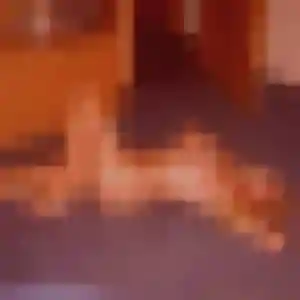 Frederique, 27 ans, cherche un plan cul à Bouafle