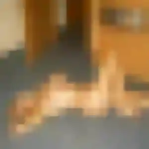 Charmante Tessa, 35 ans à Chamvres - voir sa photo