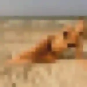 Sylvie, 39 ans, disponible à Le Conquet pour un plan cul