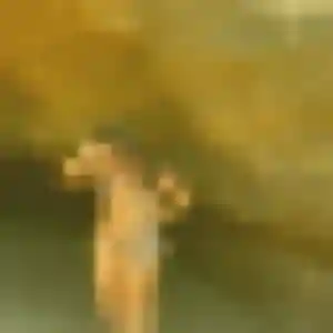 Photo sexy de Aisha, 27 ans à Plurien - rencontre sans lendemain